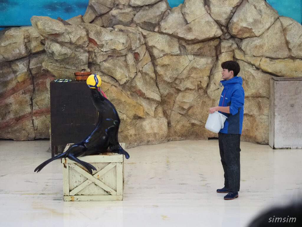 鳥羽水族館　アシカショー