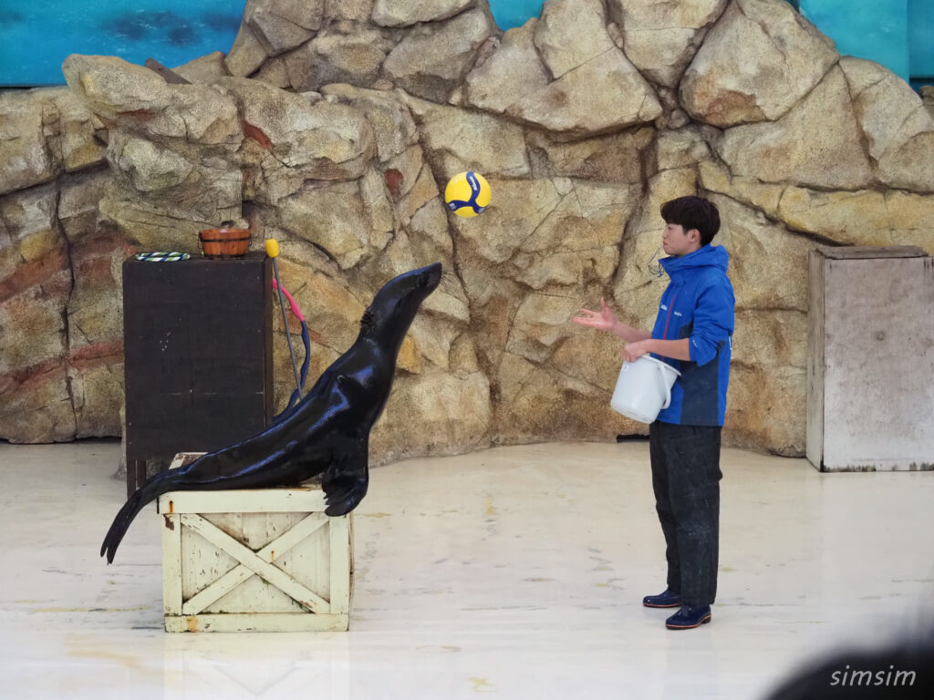 鳥羽水族館　アシカショー