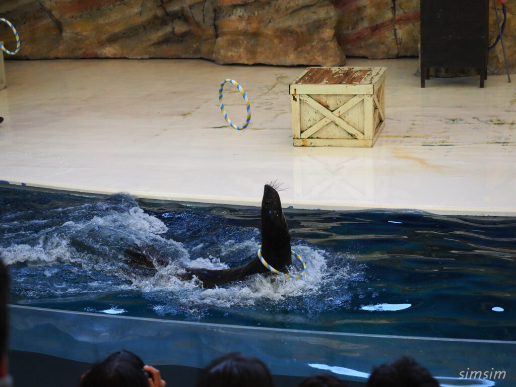 鳥羽水族館　アシカショー