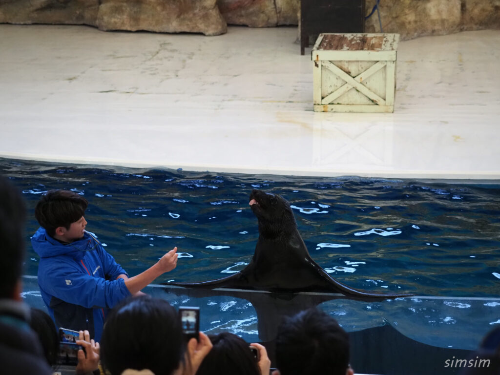 鳥羽水族館　アシカショー