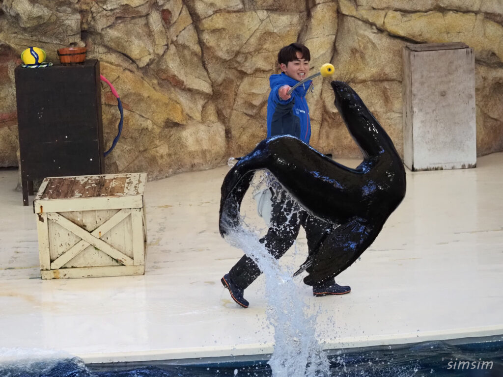 鳥羽水族館　アシカショー