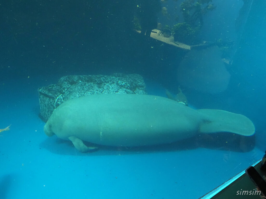 鳥羽水族館　マナティー