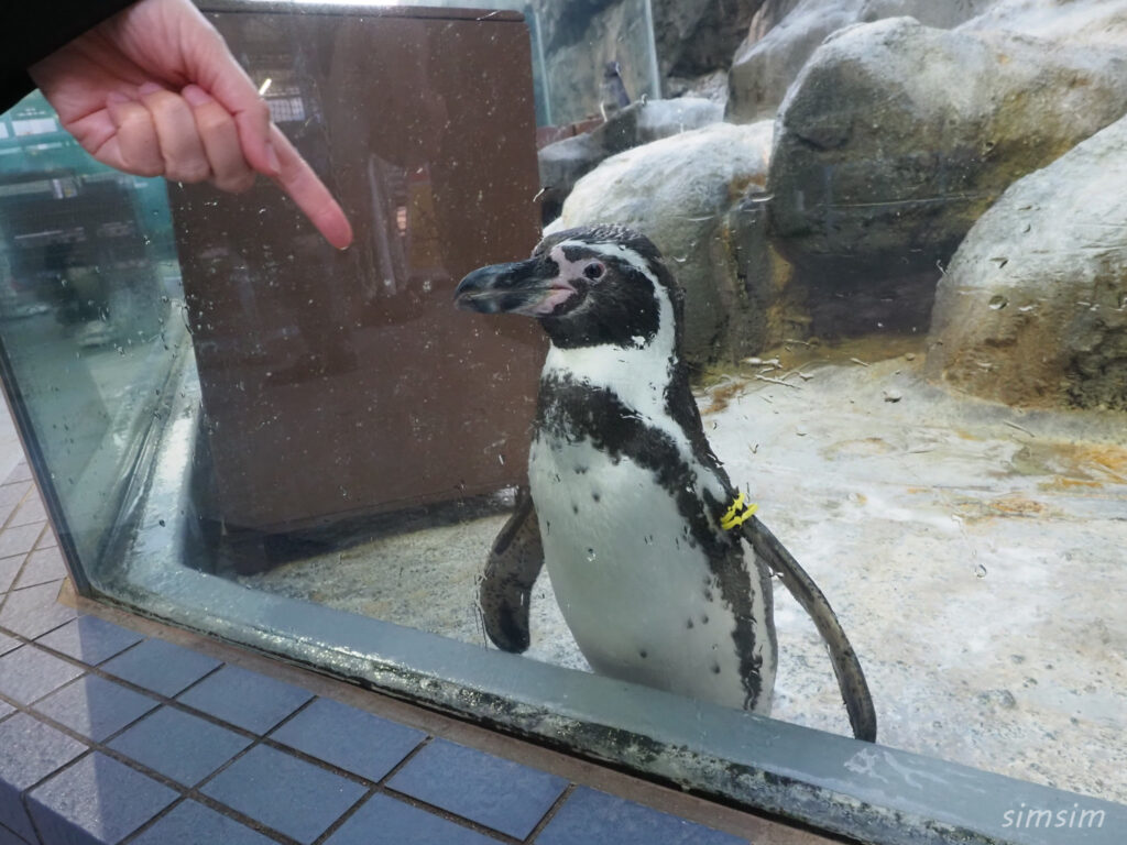 鳥羽水族館　ペンギン