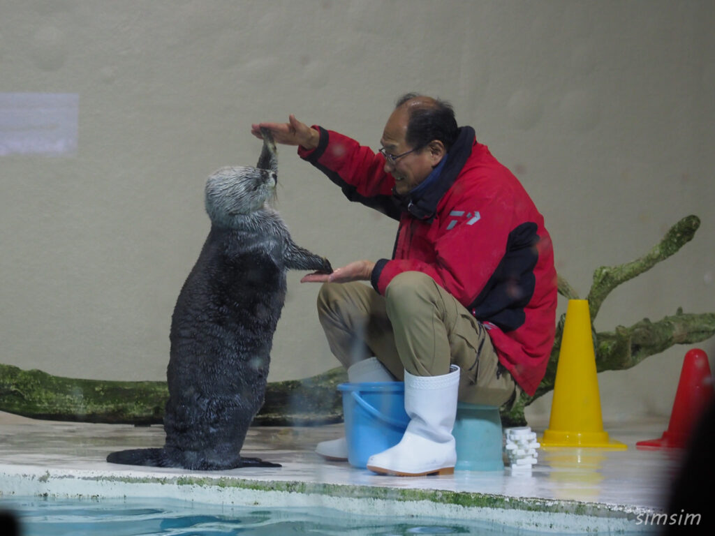 鳥羽水族館　ラッコ