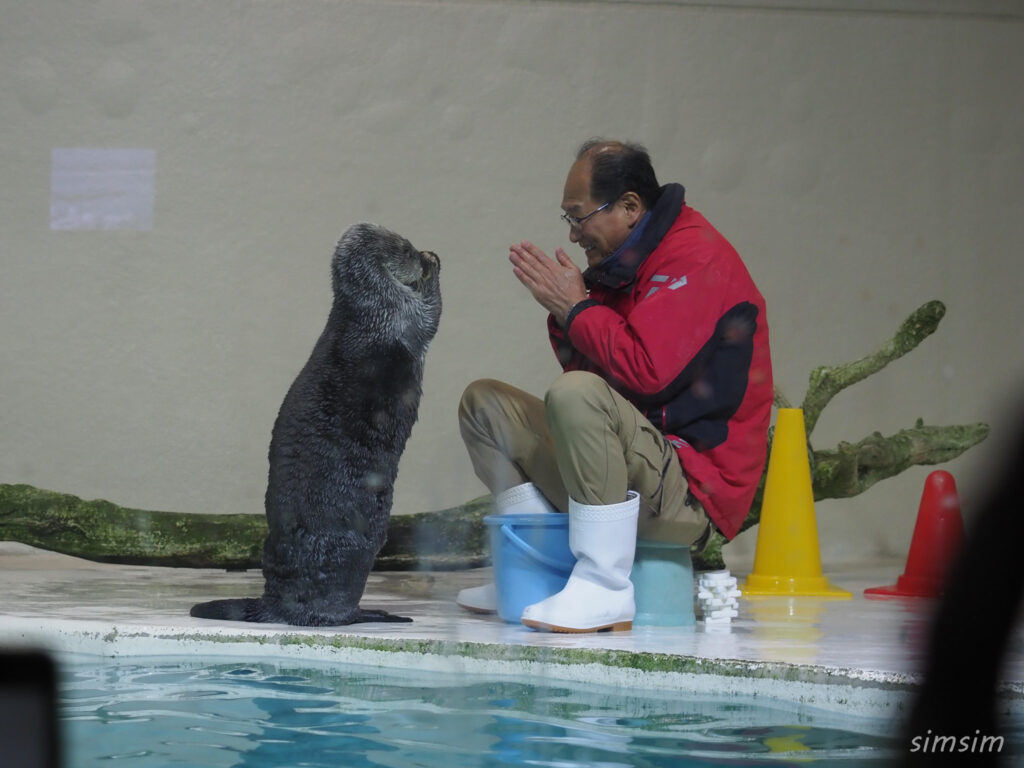 鳥羽水族館　ラッコ