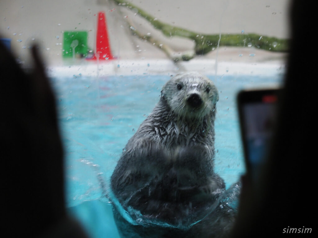 鳥羽水族館　ラッコ