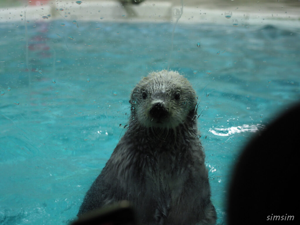 鳥羽水族館　ラッコ