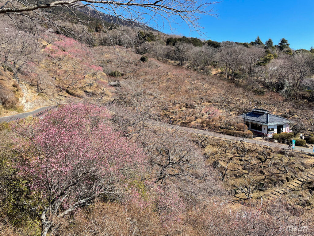 筑波山梅林　梅まつり