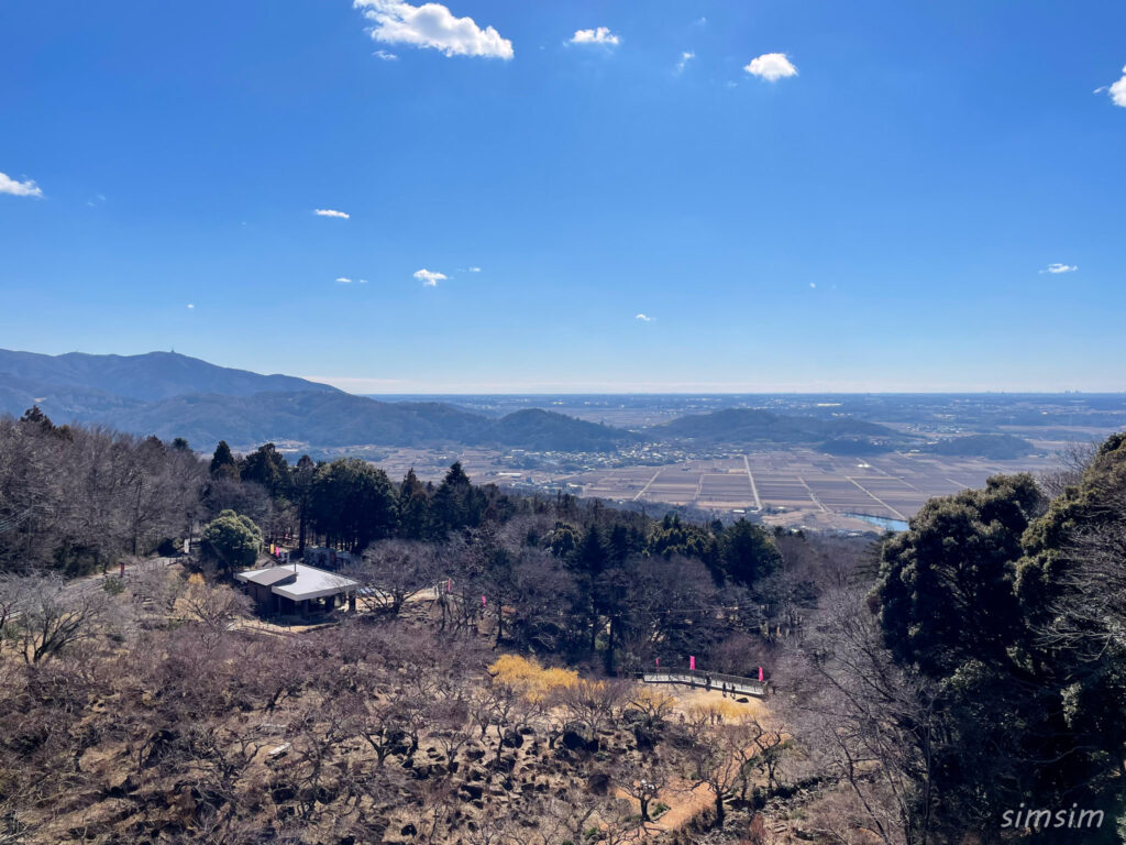 筑波山梅林　梅まつり