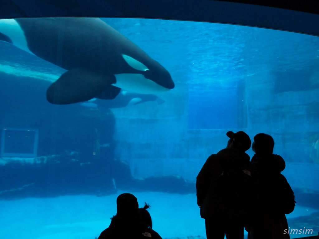 名古屋港水族館　シャチ