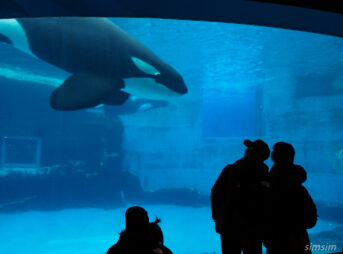 名古屋港水族館　シャチ