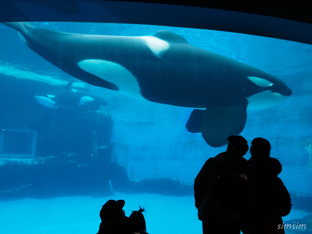 名古屋港水族館　シャチ