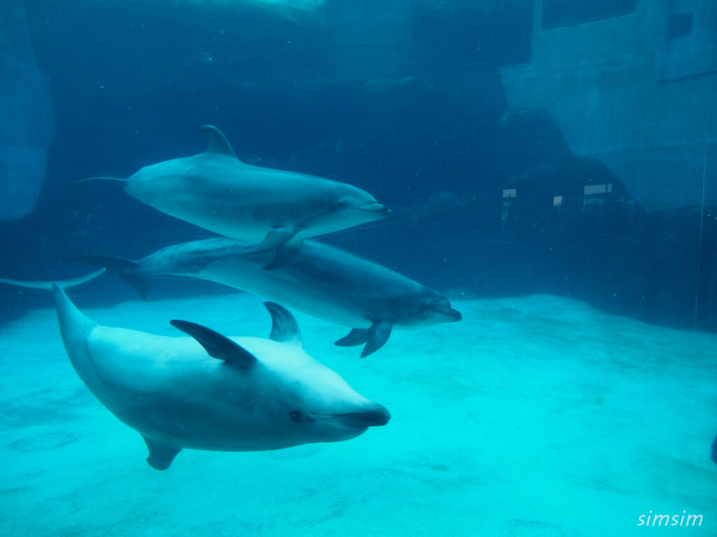 名古屋港水族館　ベルーガ