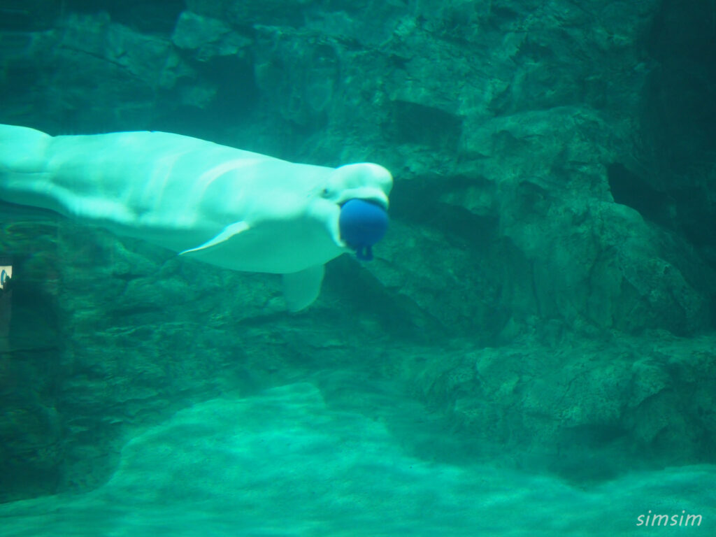 名古屋港水族館　ベルーガ