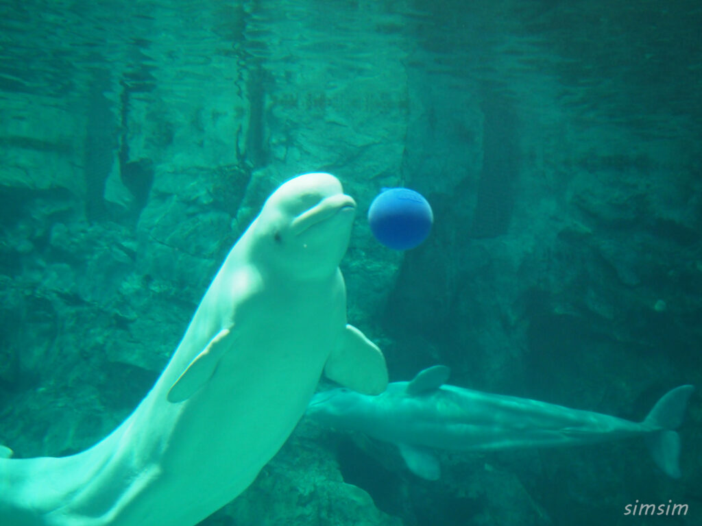 名古屋港水族館　ベルーガ