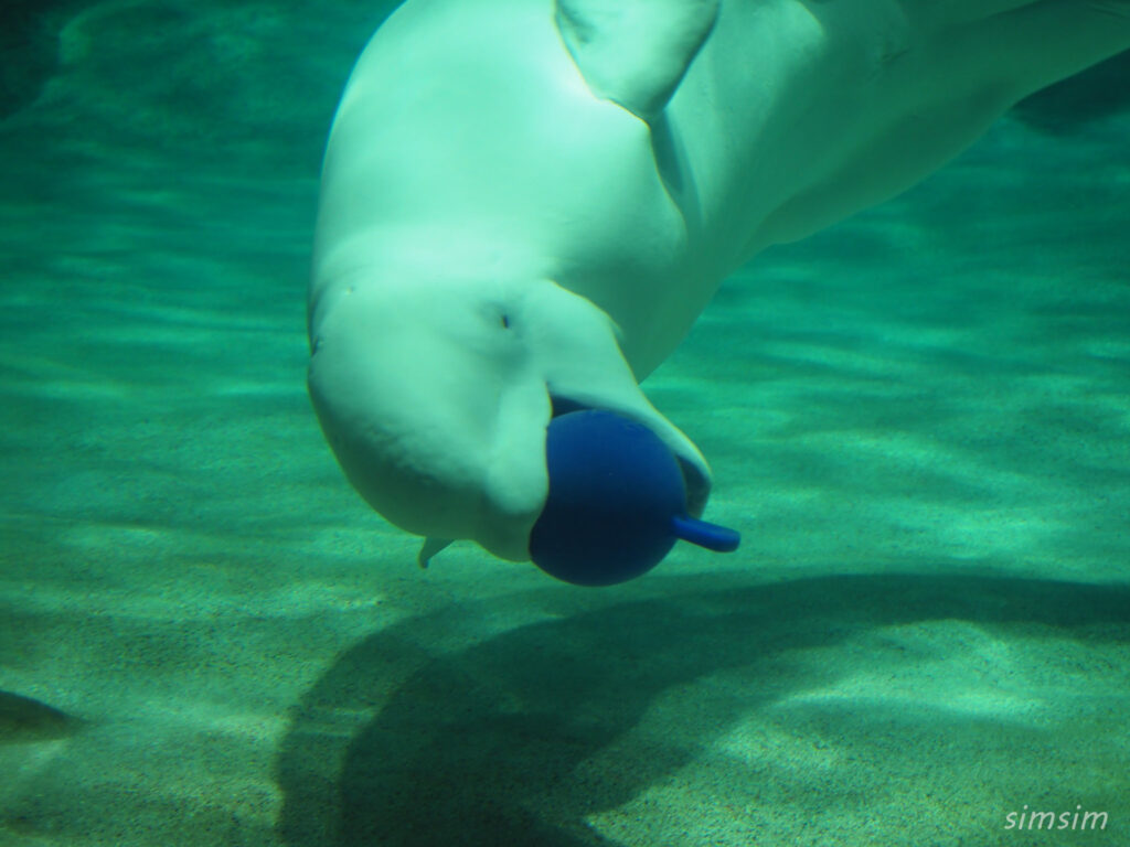 名古屋港水族館　ベルーガ