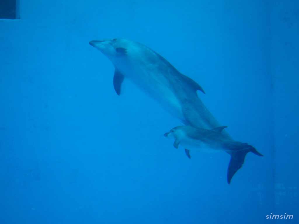 名古屋港水族館　イルカ