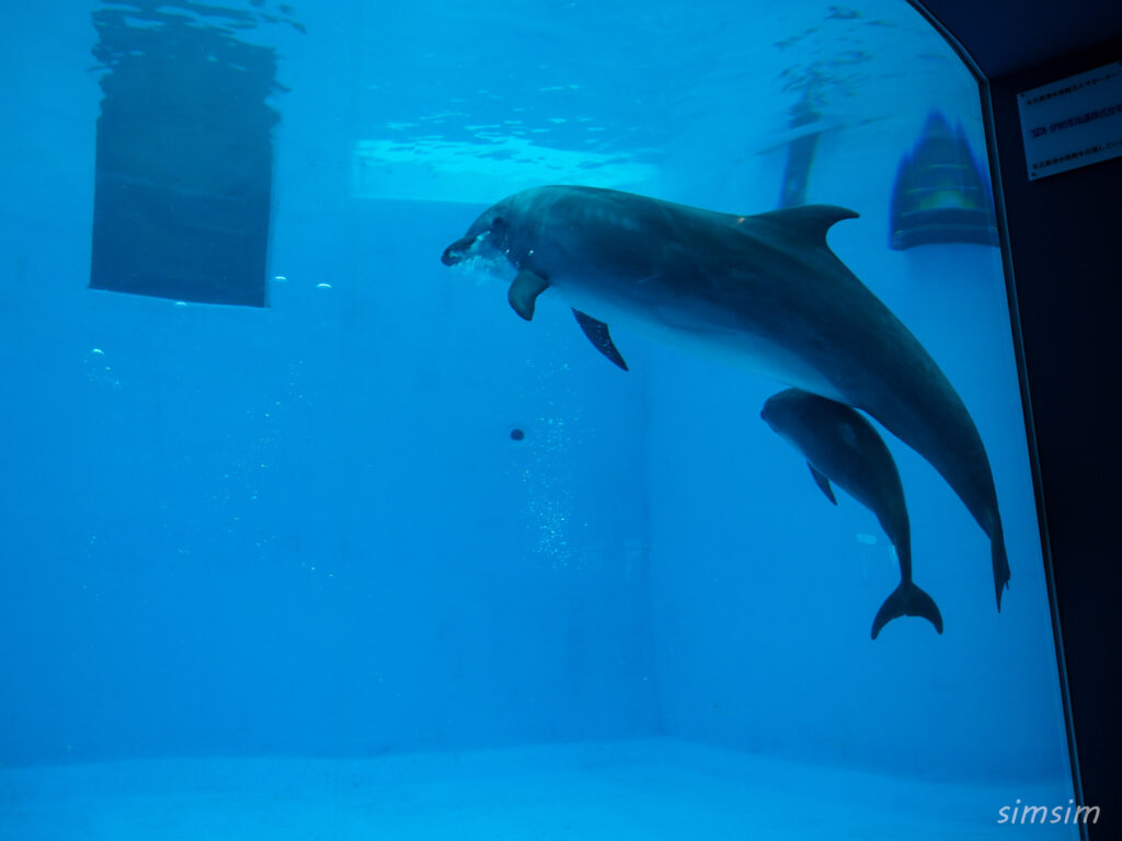 名古屋港水族館　イルカ