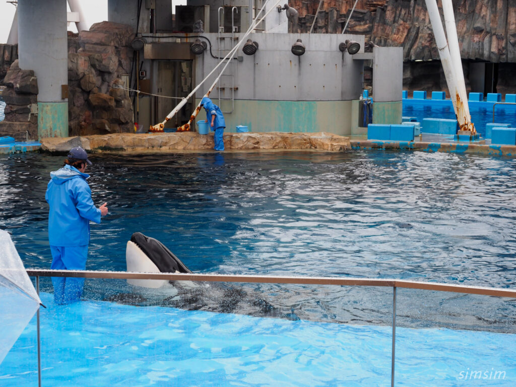 名古屋港水族館　シャチ