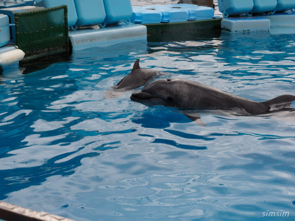 名古屋港水族館　イルカ