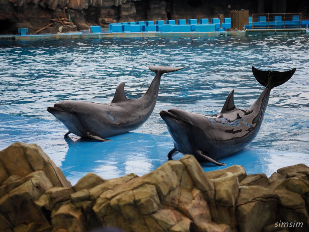 名古屋港水族館　イルカ