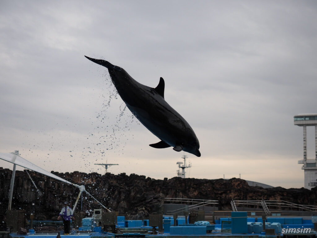 名古屋港水族館　イルカ