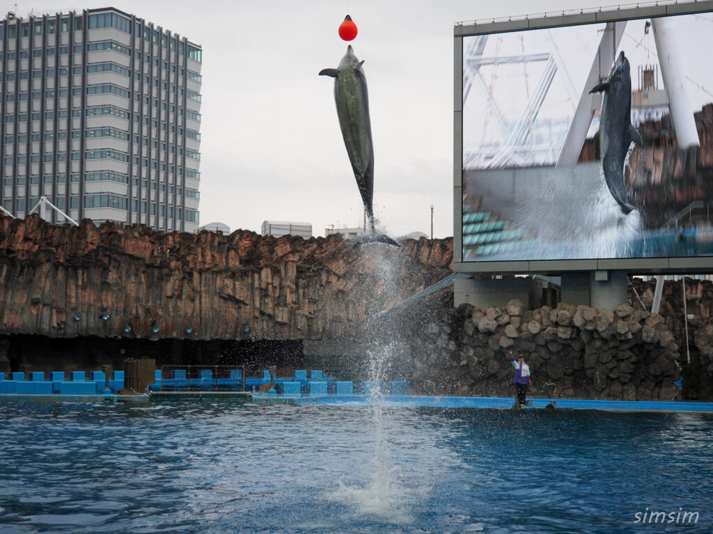 名古屋港水族館　イルカ