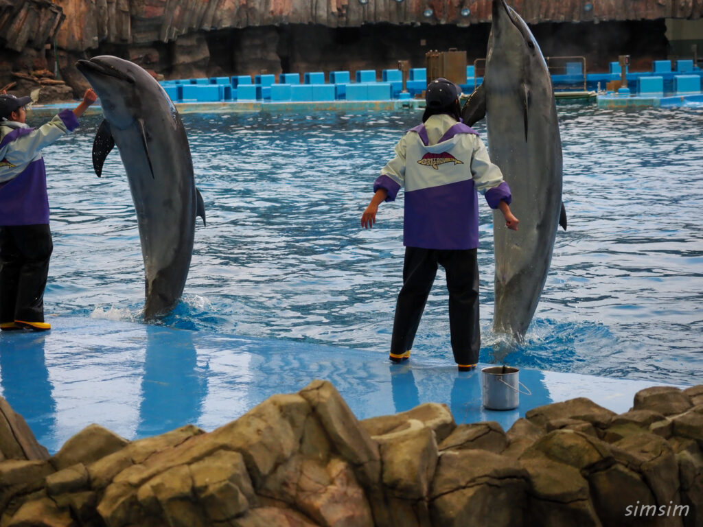 名古屋港水族館　イルカ