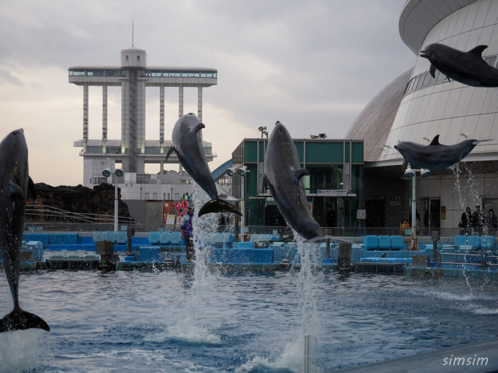 名古屋港水族館　イルカ