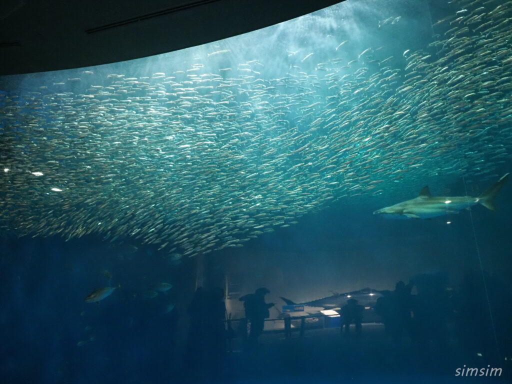 名古屋港水族館　イワシ