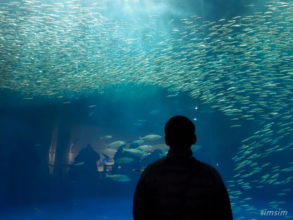 名古屋港水族館　イワシ