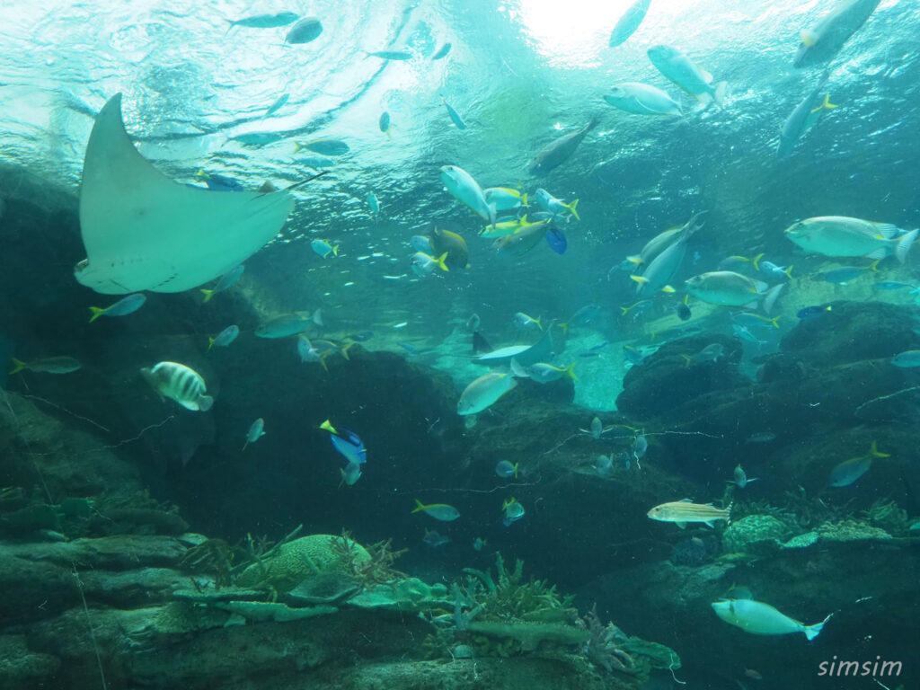 名古屋港水族館　水槽