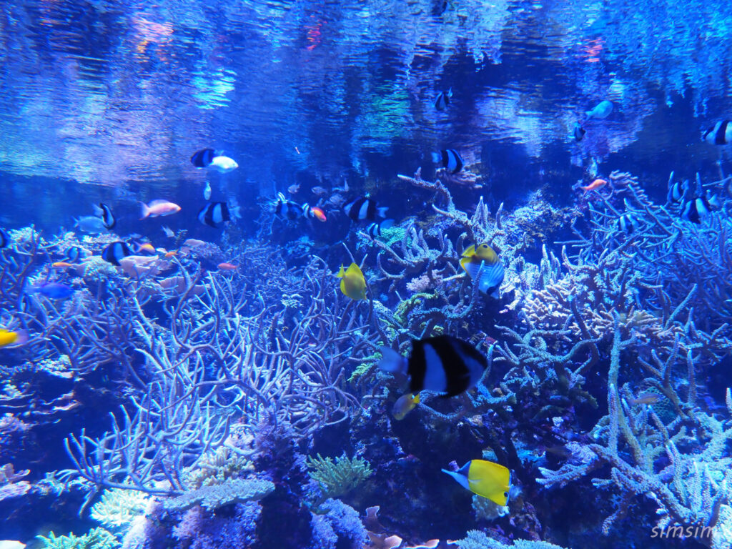 名古屋港水族館　水槽