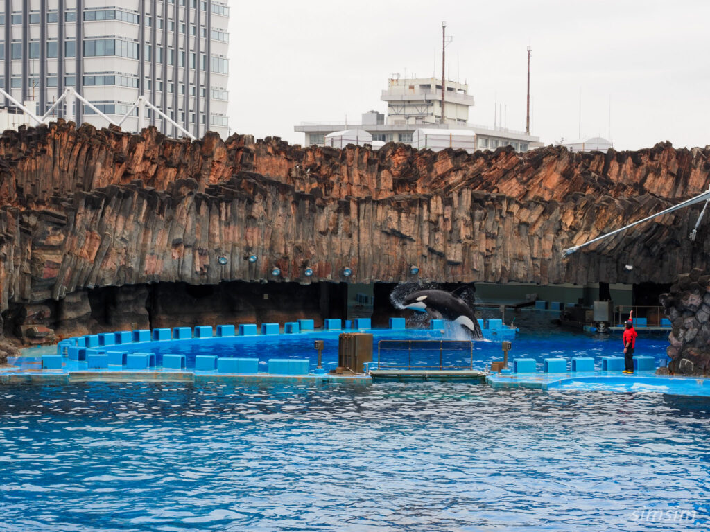 名古屋港水族館　シャチ