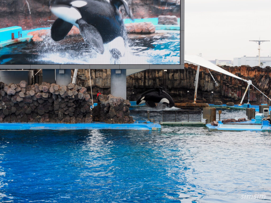 名古屋港水族館　シャチ