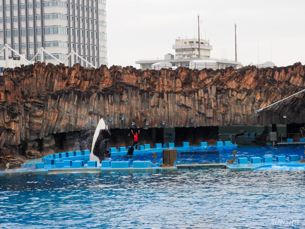 名古屋港水族館　シャチ