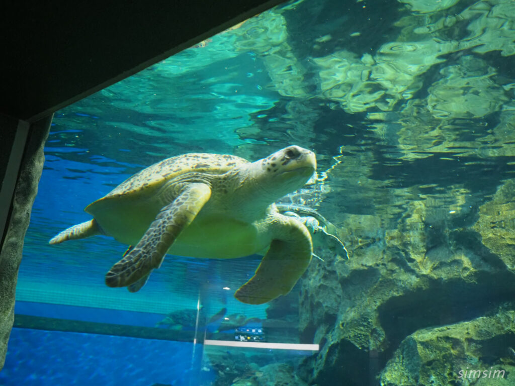 名古屋港水族館　ウミガメ