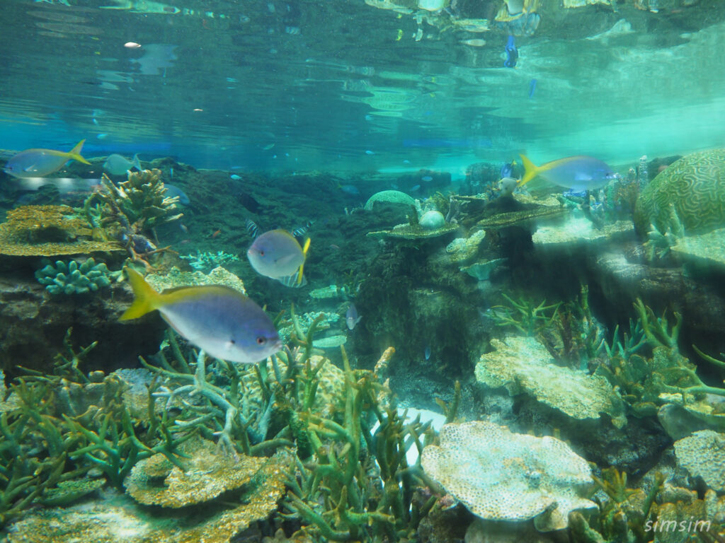 名古屋港水族館　水槽