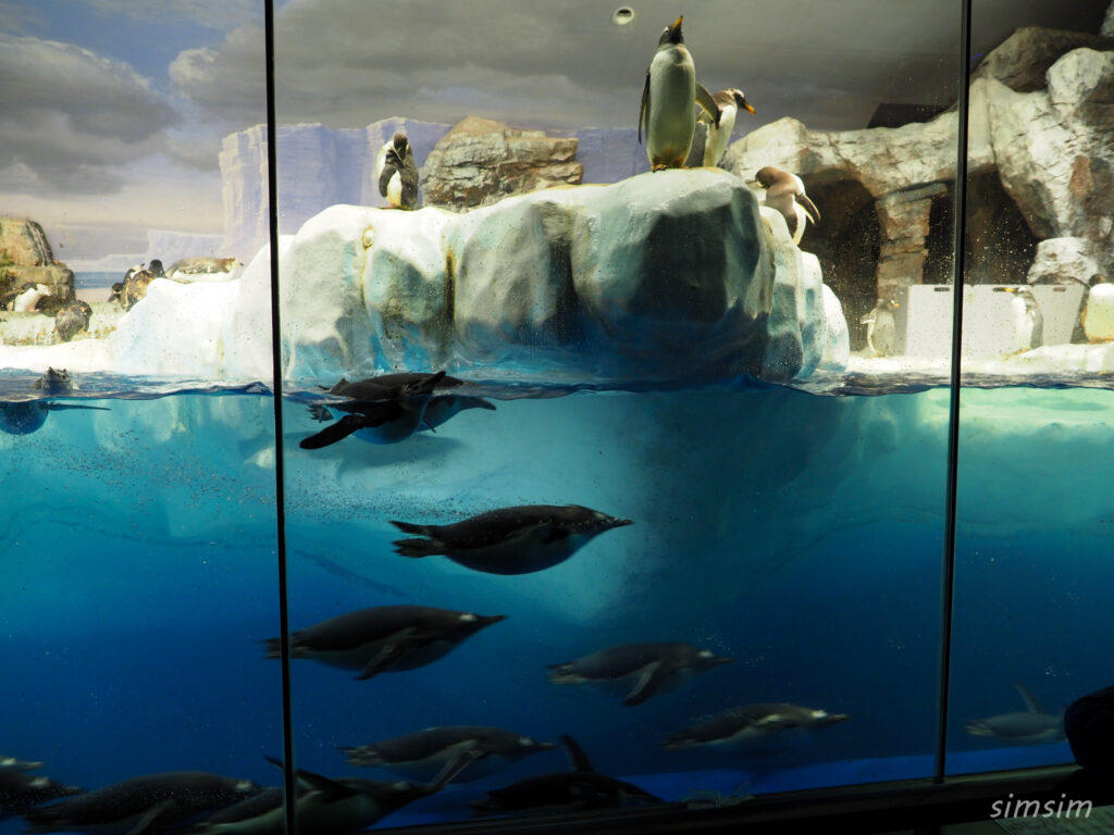 名古屋港水族館　ペンギン