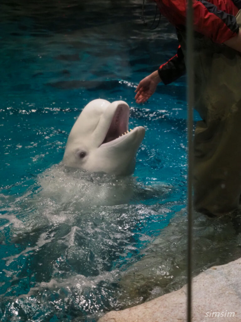 名古屋港水族館　ベルーガ