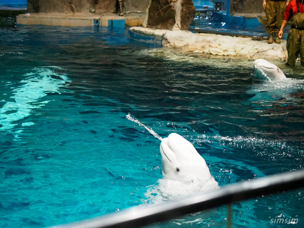 名古屋港水族館　ベルーガ