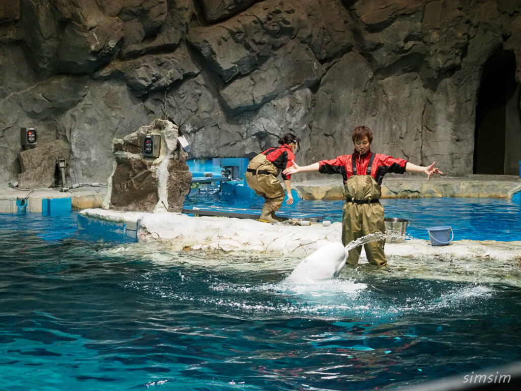 名古屋港水族館　ベルーガ