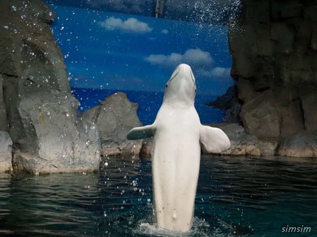 名古屋港水族館　ベルーガ