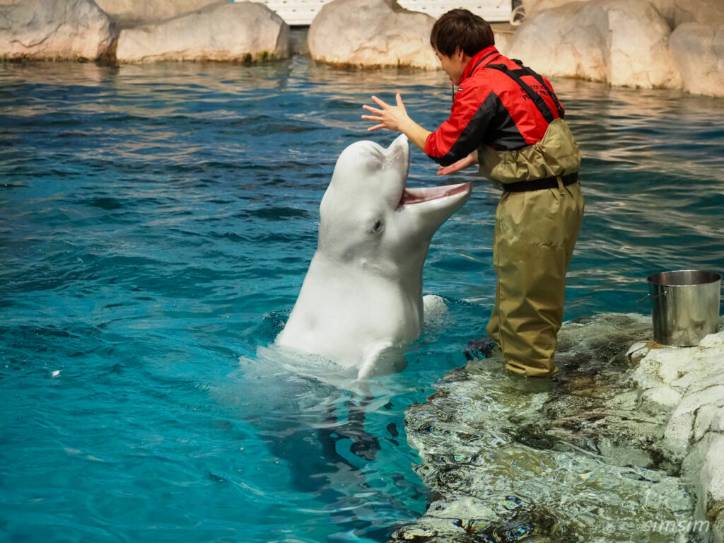 名古屋港水族館　ベルーガ