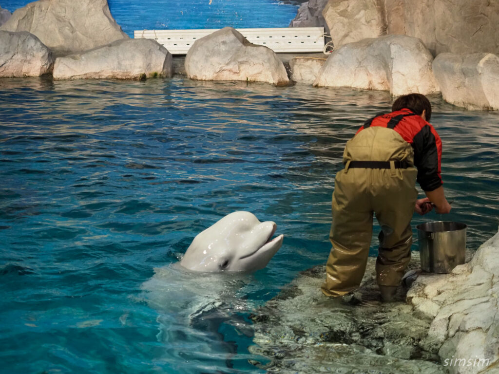 名古屋港水族館　ベルーガ