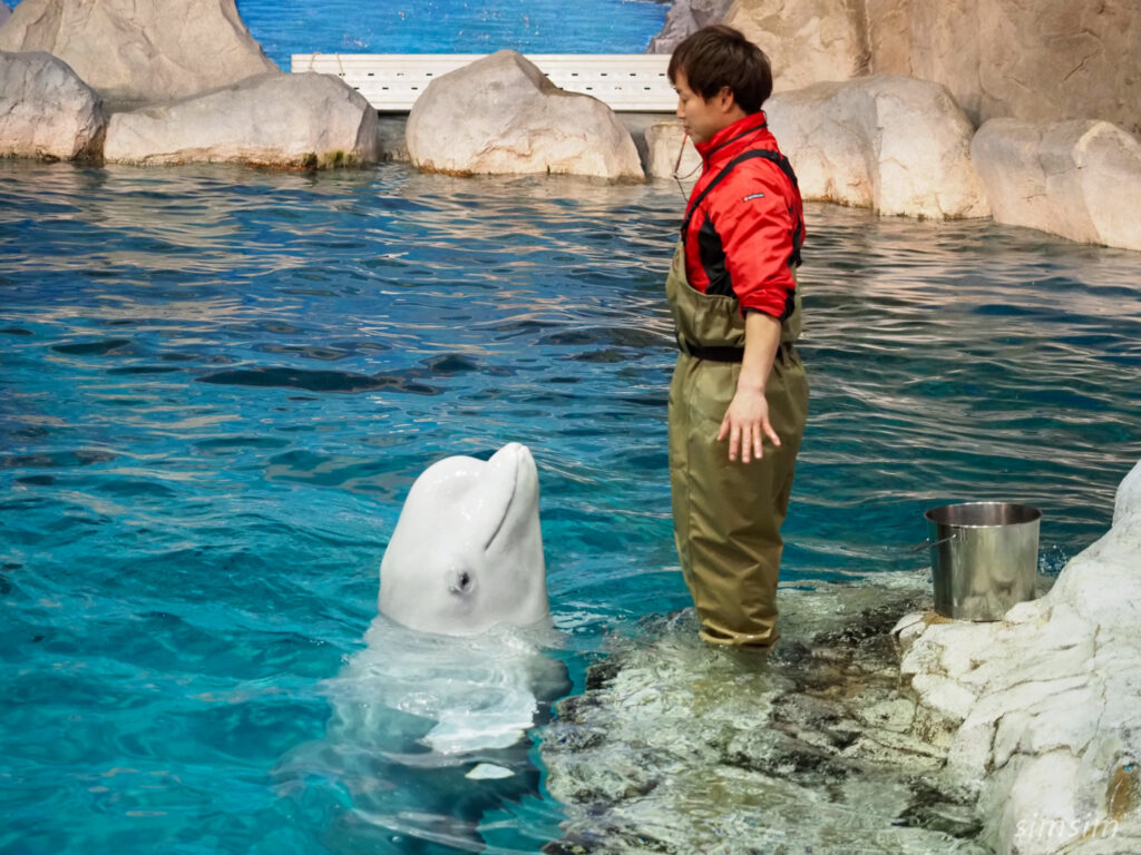 名古屋港水族館　ベルーガ