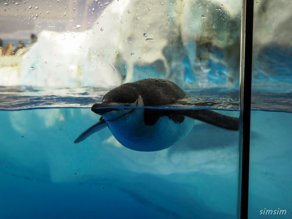 名古屋港水族館　ペンギン