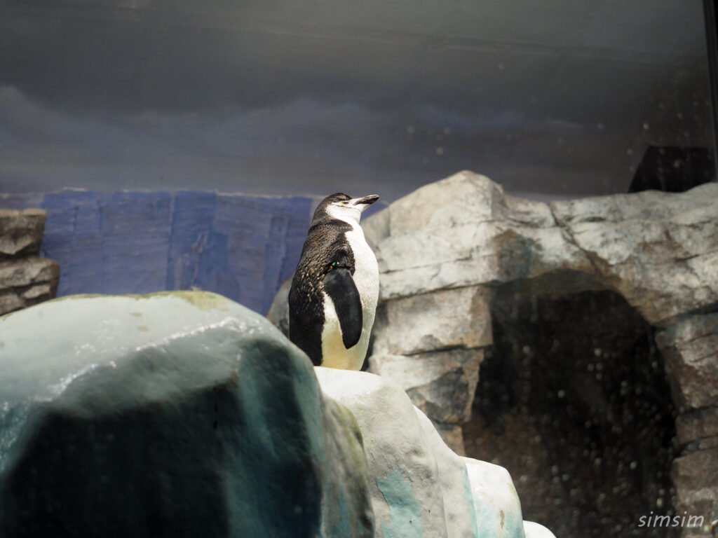 名古屋港水族館　ペンギン