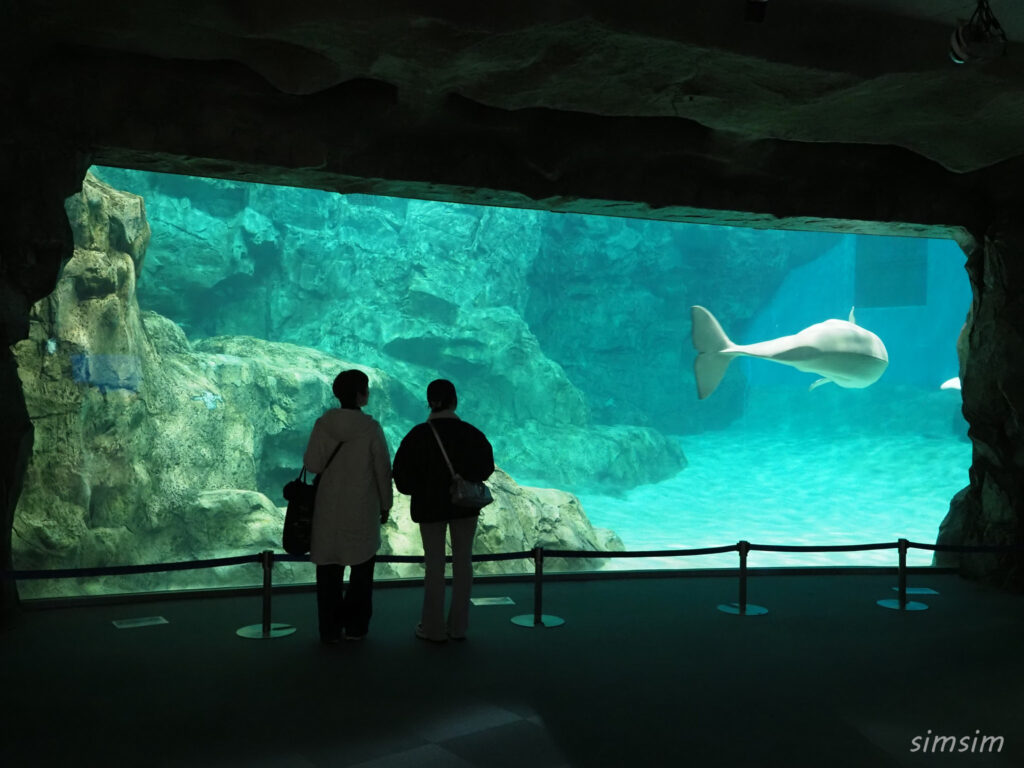 名古屋港水族館　ベルーガ