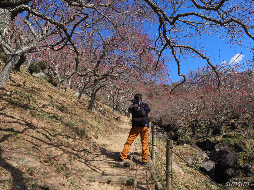 筑波山梅林　梅まつり